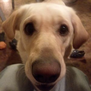 Meet your Posher, Joy